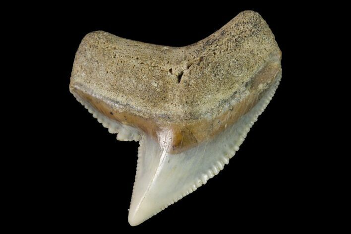 Fossil Tiger Shark (Galeocerdo) Tooth - Aurora, NC #143938